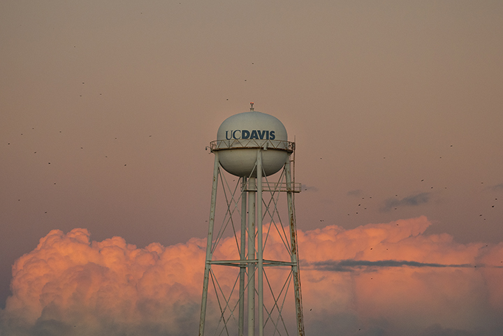 Sunset view of the UC Davis water tower