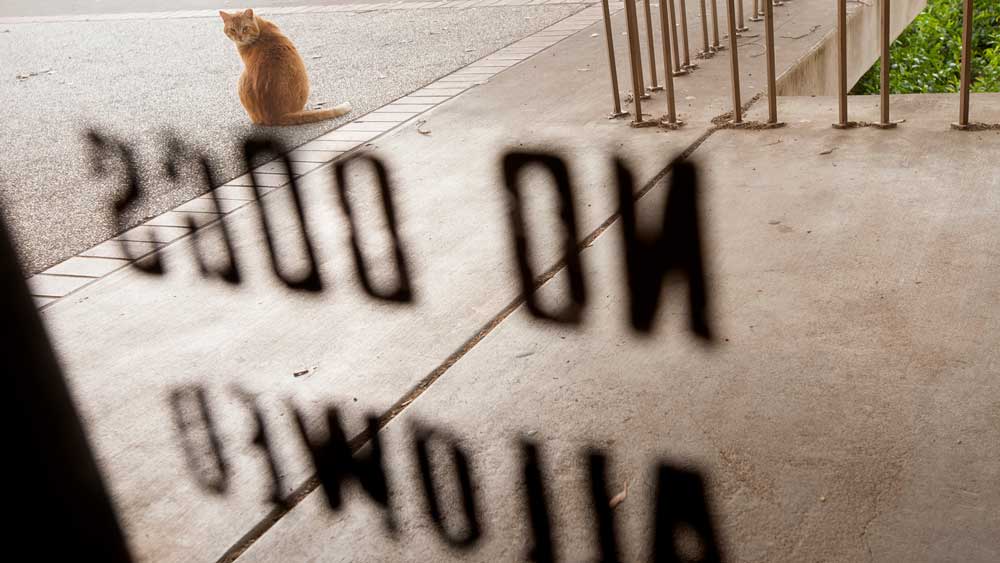 Cat looking at No Dogs Allowed Sign