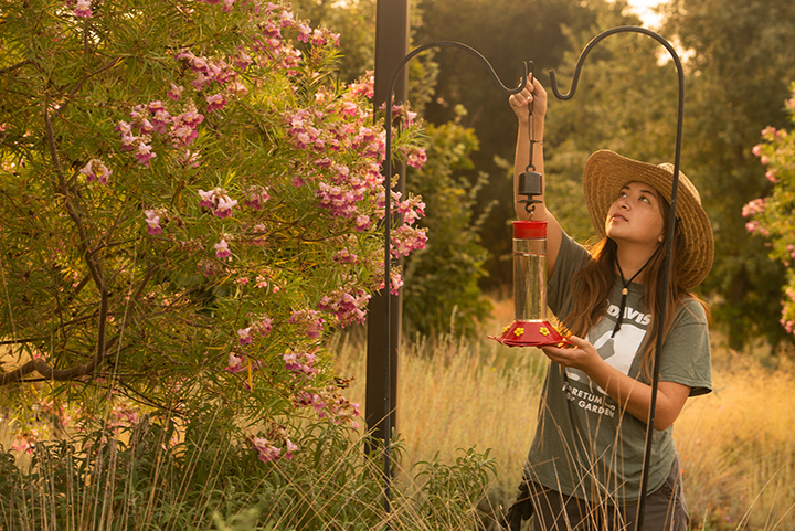 A student intern wearing a large sunhat as they install a feeder in the hummingbird garden in the Arboretum.