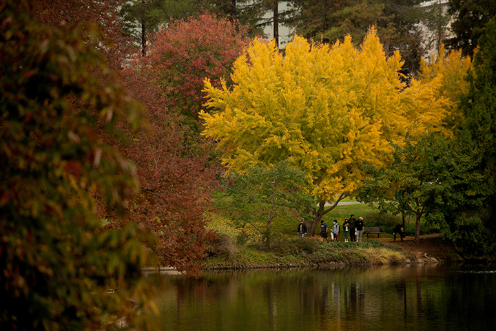 A group of students wearing facemarks walk along a winding path in the UC Davis Arboretum near Lake Spafford. The leaves on the trees are shades of gold, orange and red.