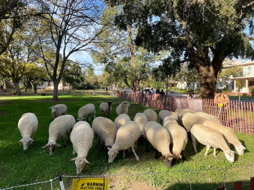 A flock of sheep eating grass in front of UC Davis’ Wickson Hall. 