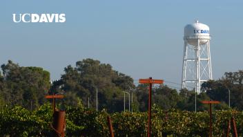 grapevines with UC Davis water tower in background