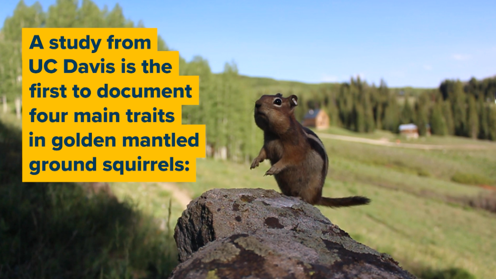 a squirrel sits on a rock with a field behind