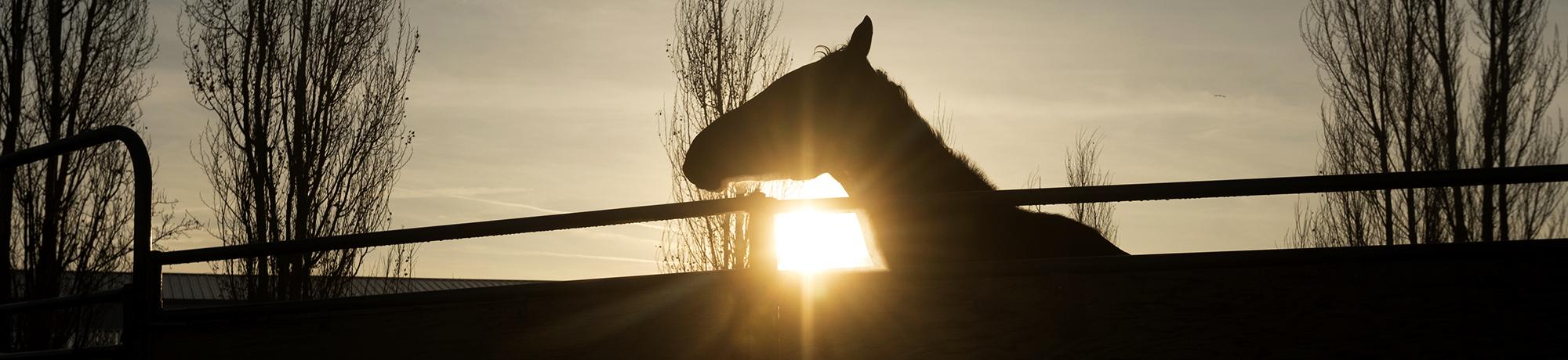 A silhouette of a horse against the bright morning sky at the Equestrian Center.