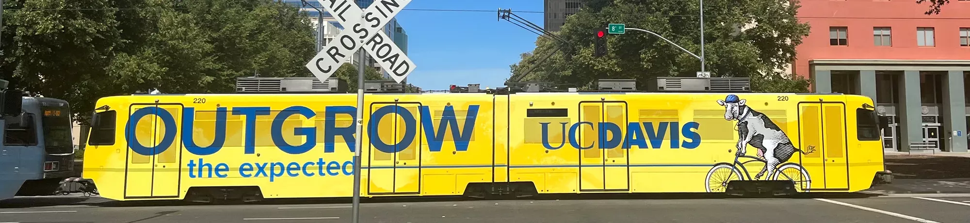 Photo of a light rail train in downtown Sacramento. It's fully wrapped in UC Davis branding, with a bright yellow background, blue words that say Outgrow the Expected, a blue UC Davis wordmark and an illustration of a cow riding a bike.